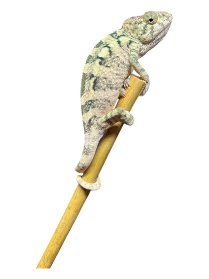 Pure YBBB Ambilobe Female