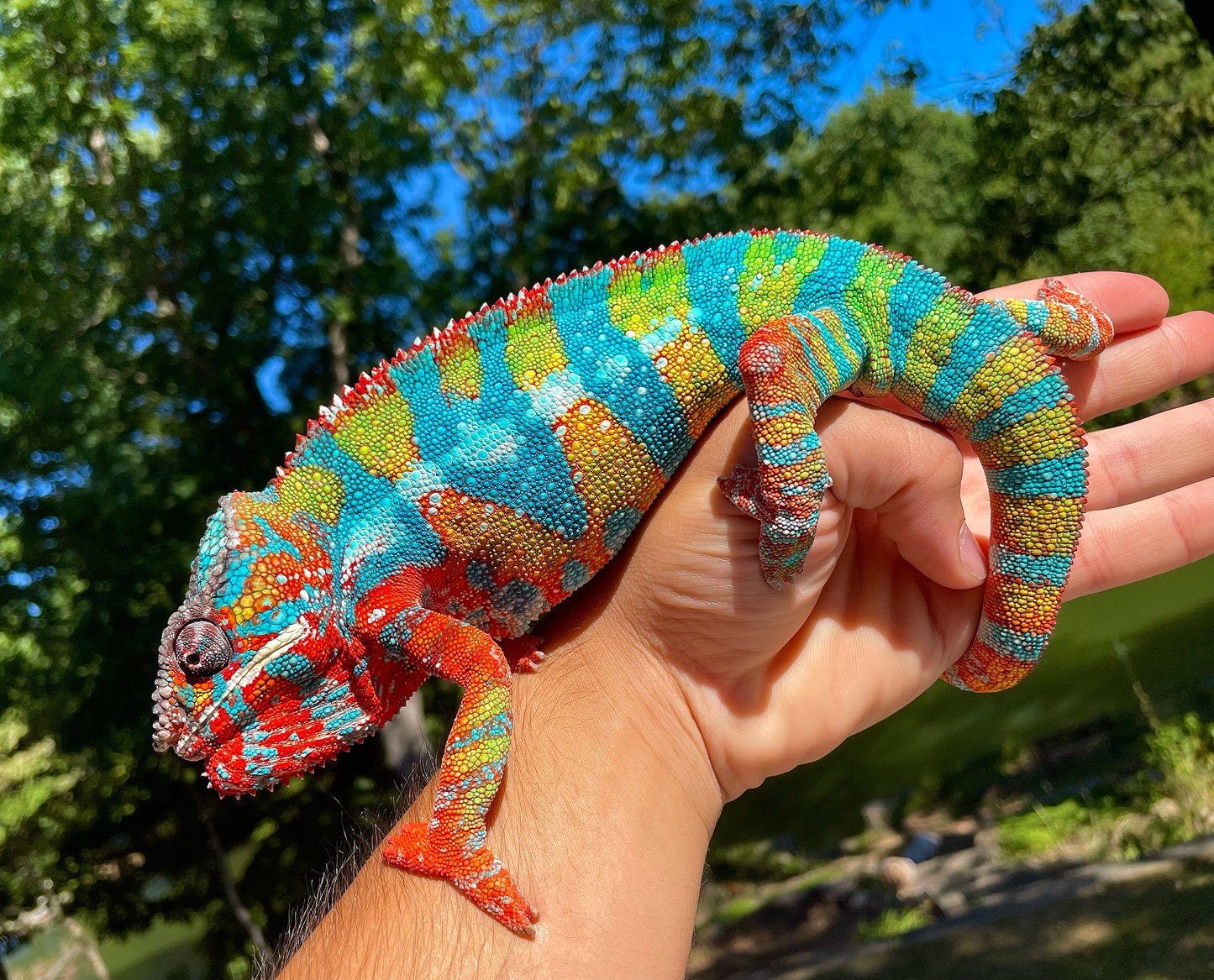 Female Ambilobe Panther Chameleon