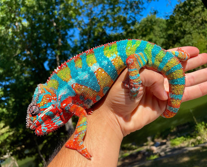 Female Ambilobe Panther Chameleon