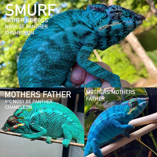 Nosy Be Panther Chameleon Eggs