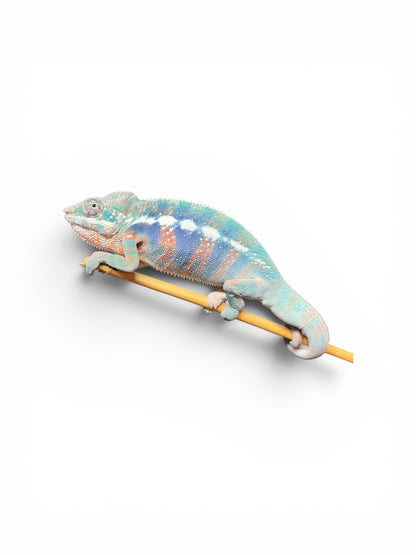 Pure Blue Ambanja Male