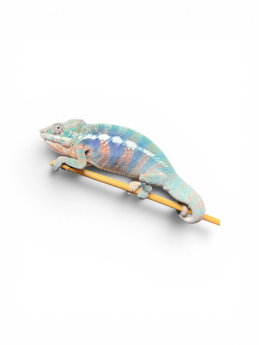 Pure Blue Ambanja Male
