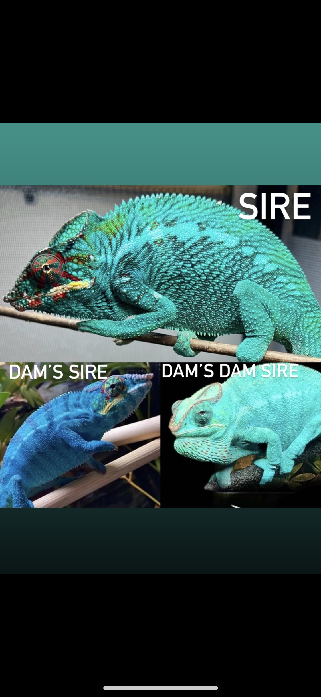 Female Nosy Be Panther Chameleon