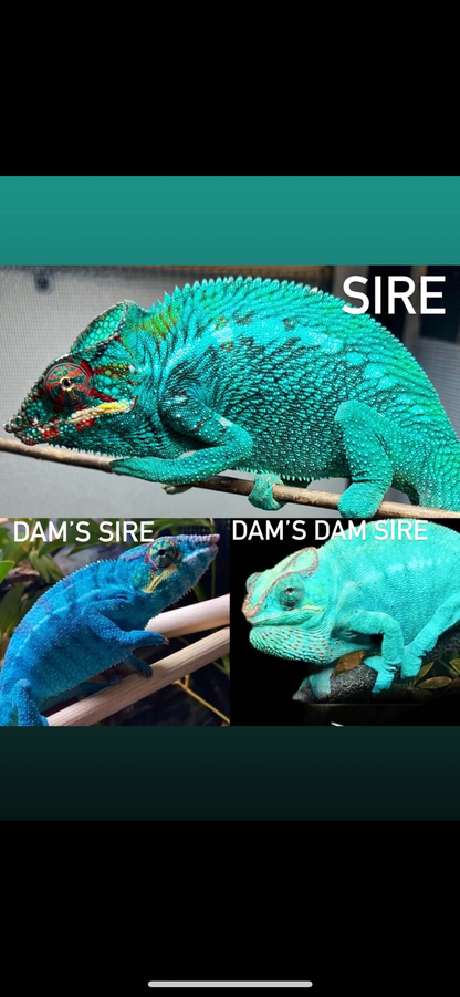 Female Nosy Be Panther Chameleon