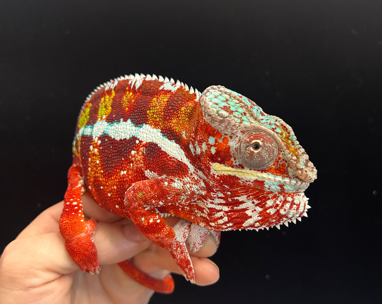 Red Body Red Bar Ambilobe