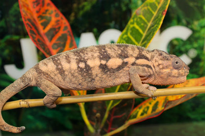 Female Nosy Be Panther Chameleon