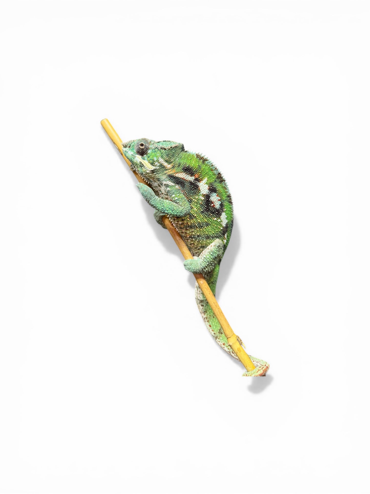 EU Antalaha Male Panther Chameleon