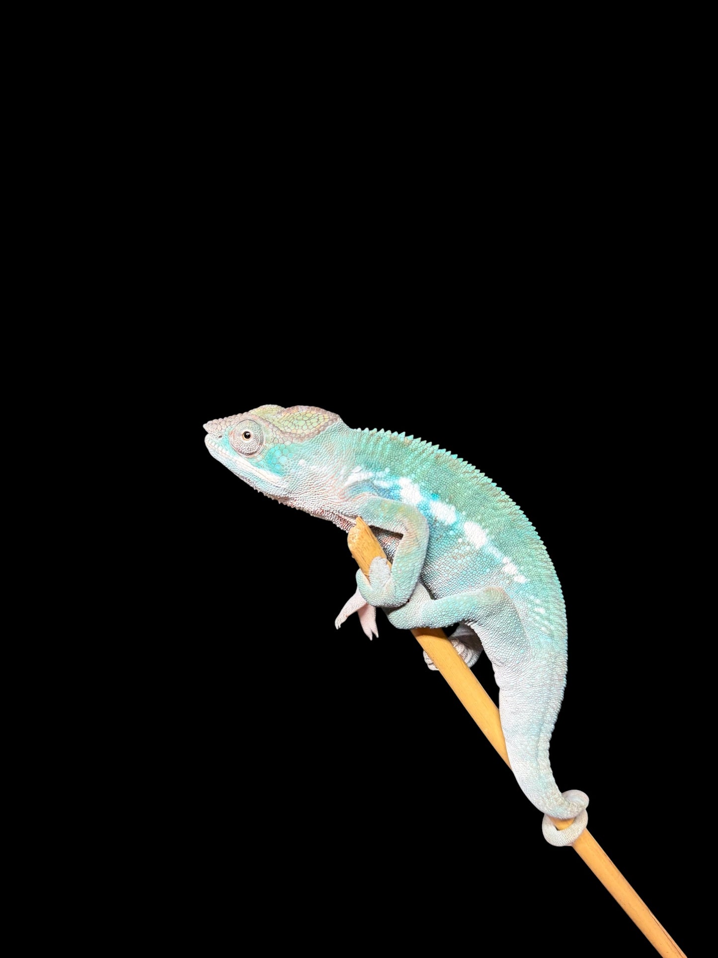 Juvenile Dark Blue Ambanja