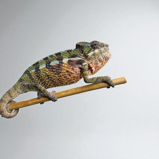European Imported Antalaha Captive Bred Breeding Pair.