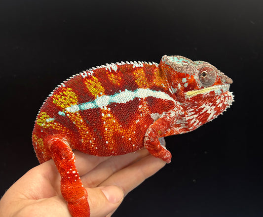 Red Body Red Bar Ambilobe