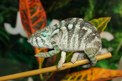 Female Ambilobe Panther Chameleon