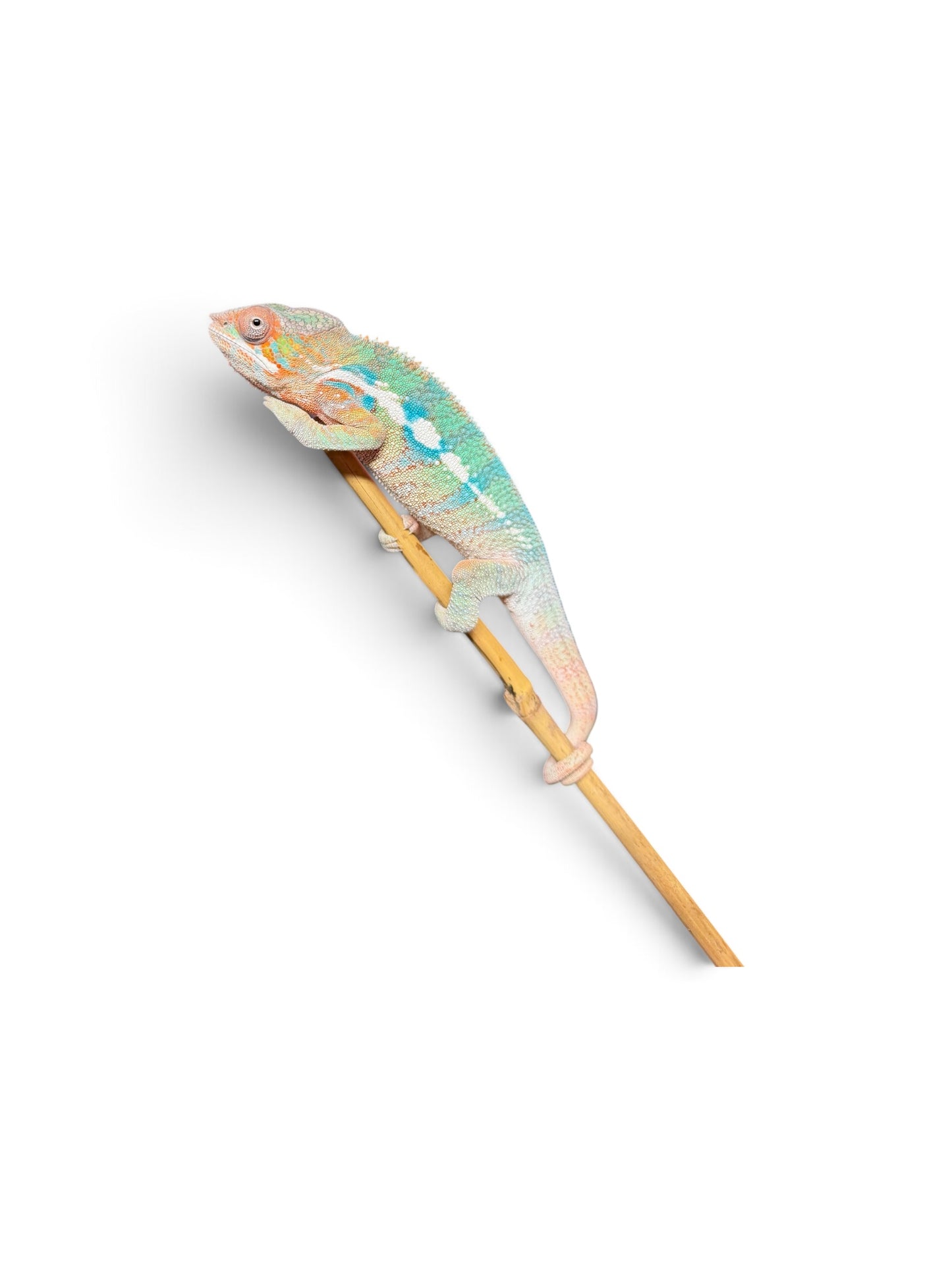 Yellow Body Blue Bar Ambilobe