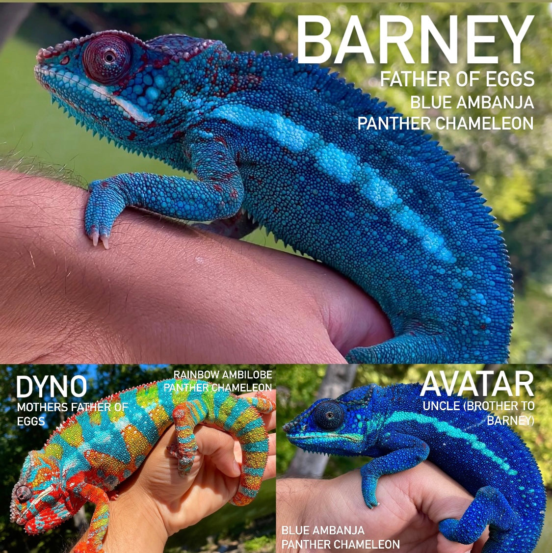 Blue Ambanja X Rainbow Ambilobe Eggs
