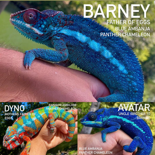 Blue Ambanja X Rainbow Ambilobe Eggs