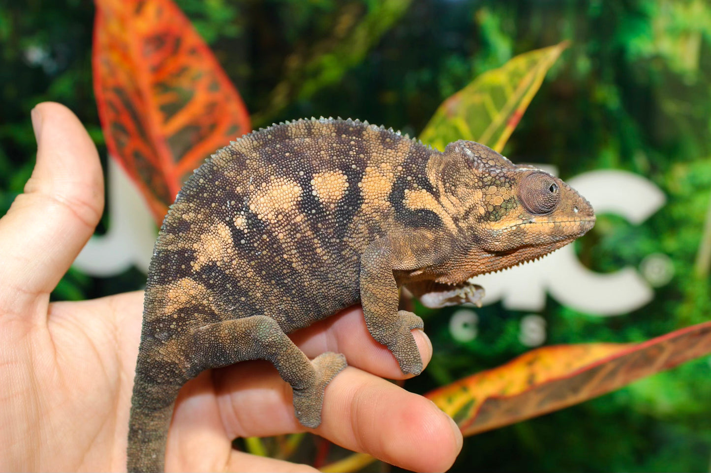 Female Nosy Be Panther Chameleon