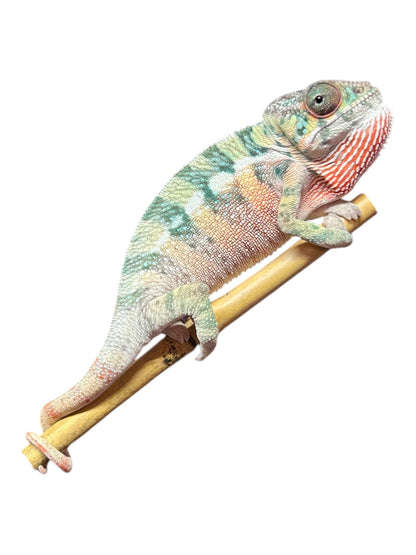 Pure YBBB Ambilobe Male Panther Chameleon