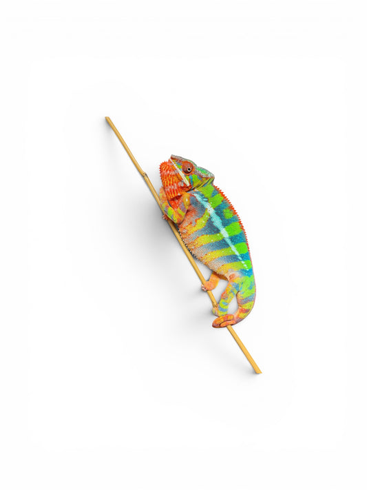 Yellow Body Blue Bar Ambilobe Hold Back