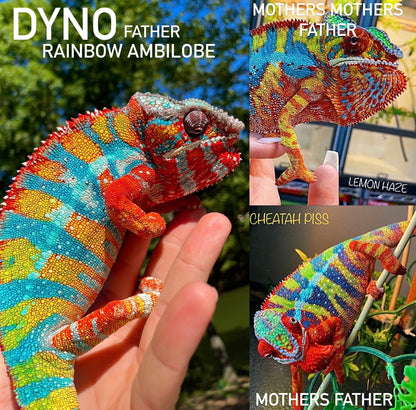 Female Ambilobe Panther Chameleon