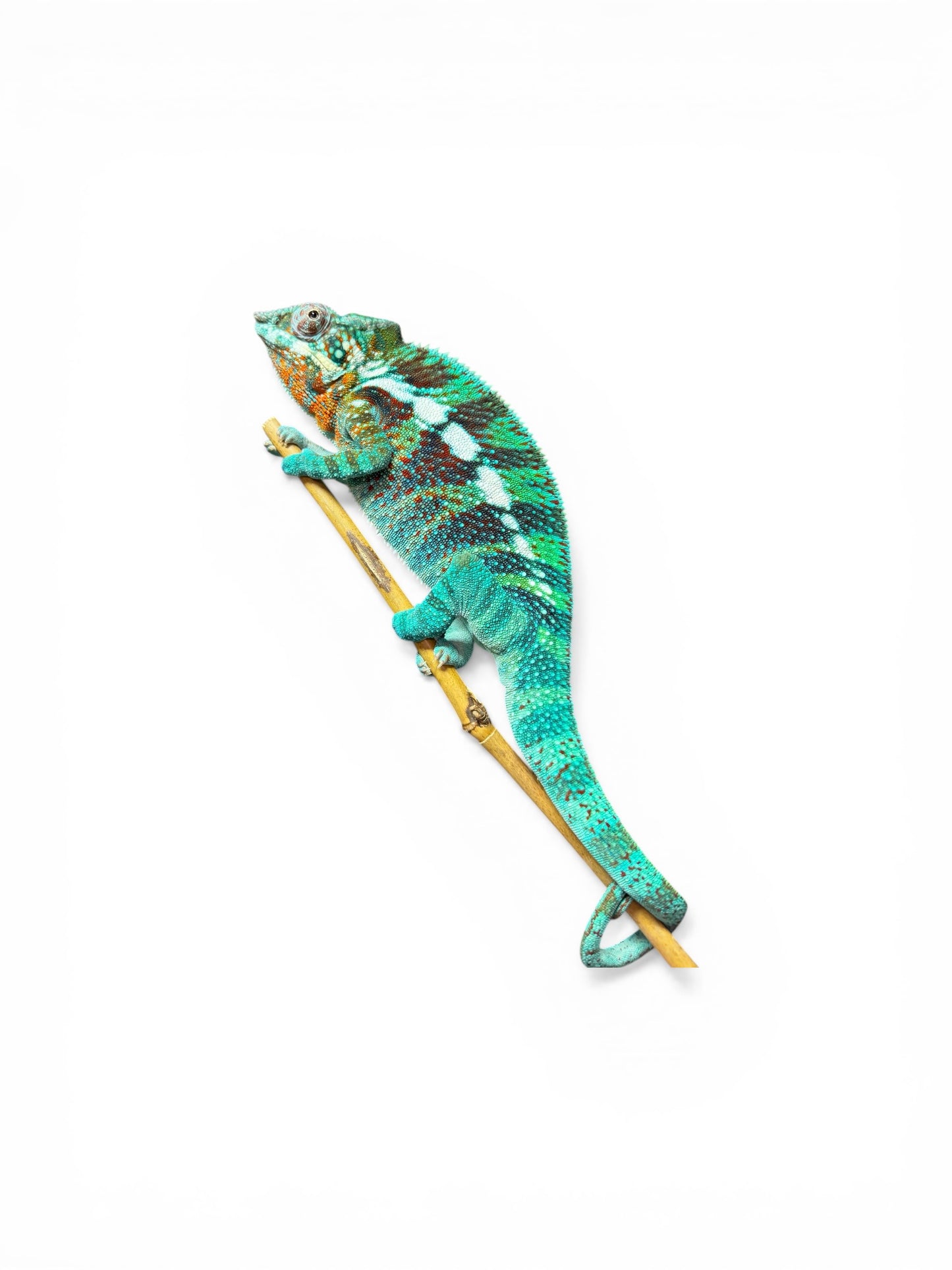 Pure Blue Ambanja Male