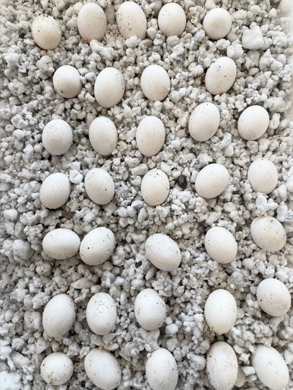 *EXCLUSIVE* Blue Ambanja Panther Chameleon Eggs