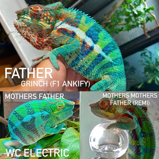 Ankify X Ambanja Panther Chameleon Eggs