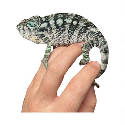 Nosy Faly Male + Blue Ambanja x High White Female Pair