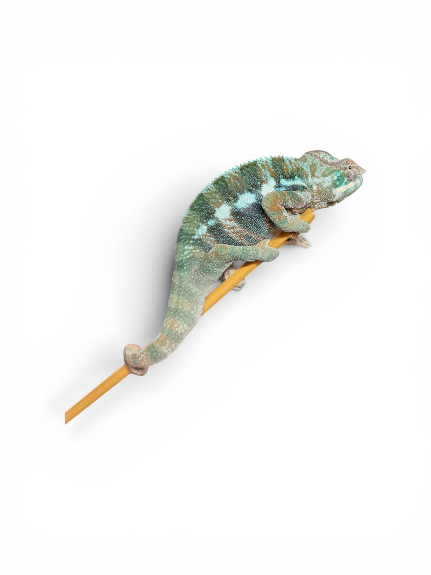 Pure Blue Ambanja