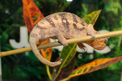 Female Nosy Be Panther Chameleon