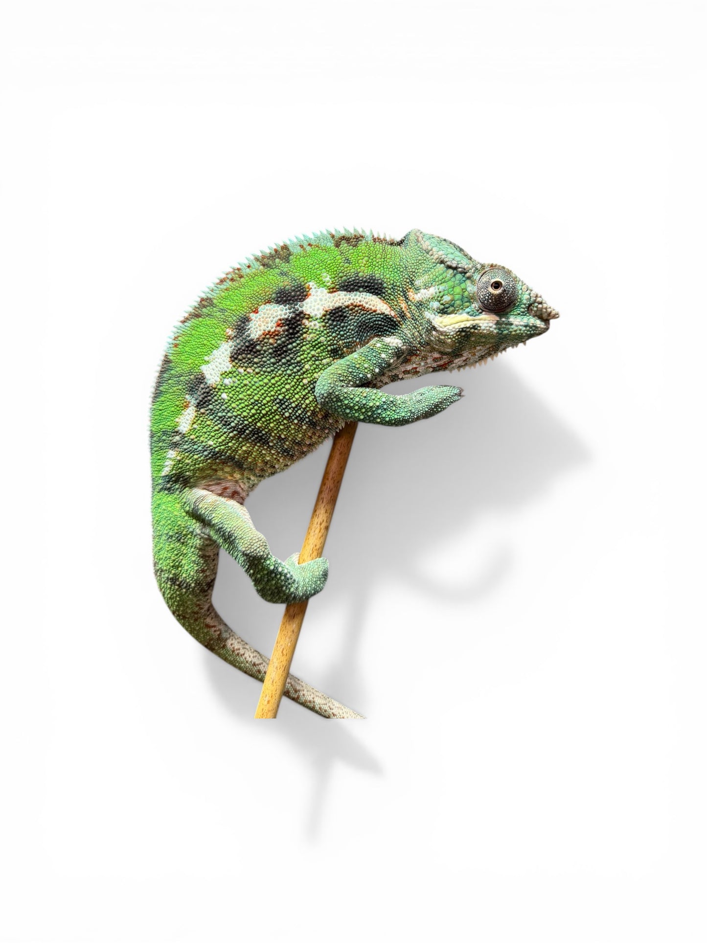 EU Antalaha Male Panther Chameleon