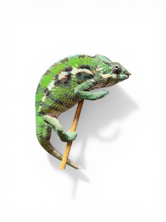 EU Antalaha Male Panther Chameleon