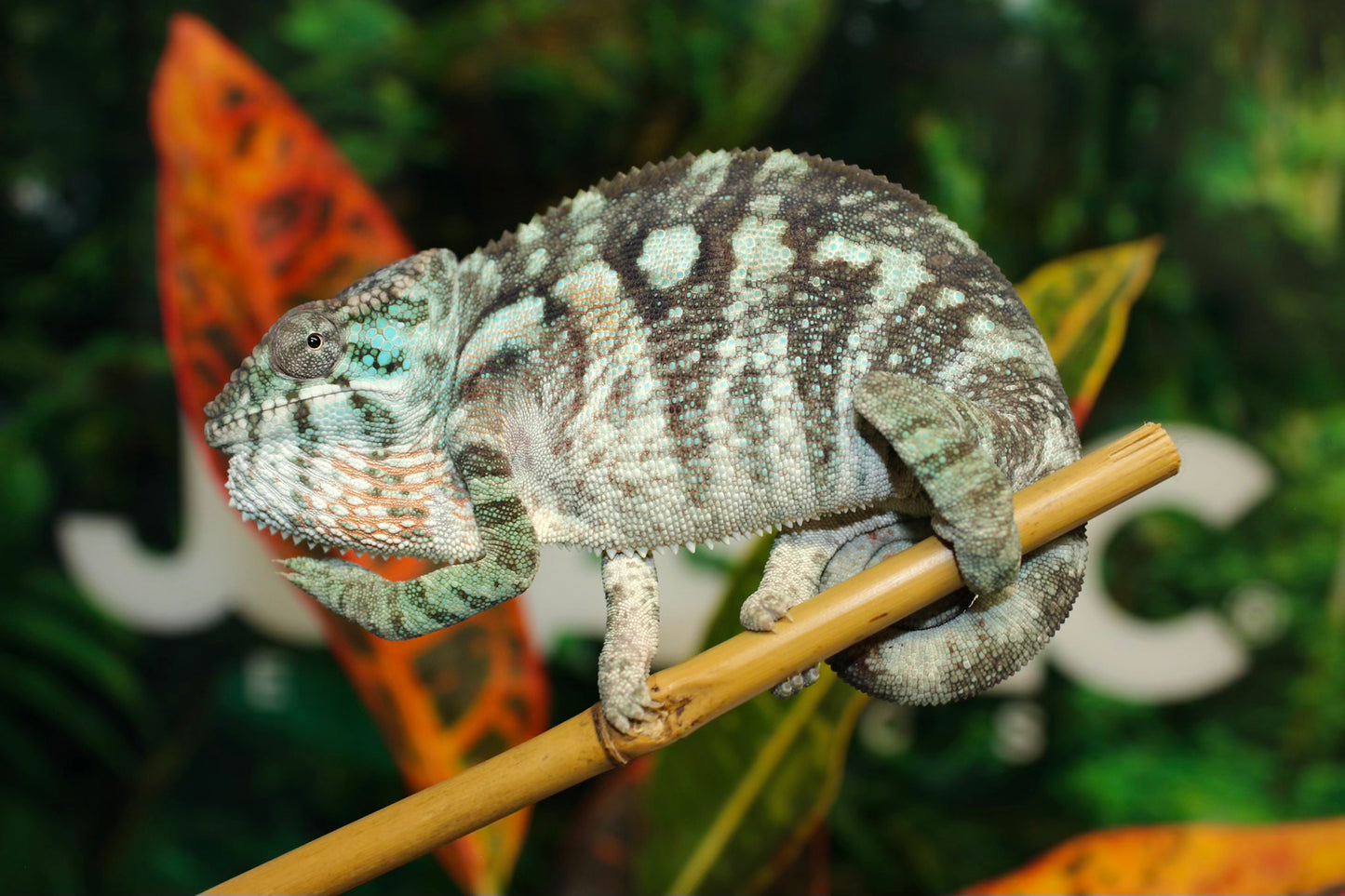 Female Ambilobe Panther Chameleon