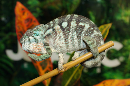 Female Ambilobe Panther Chameleon