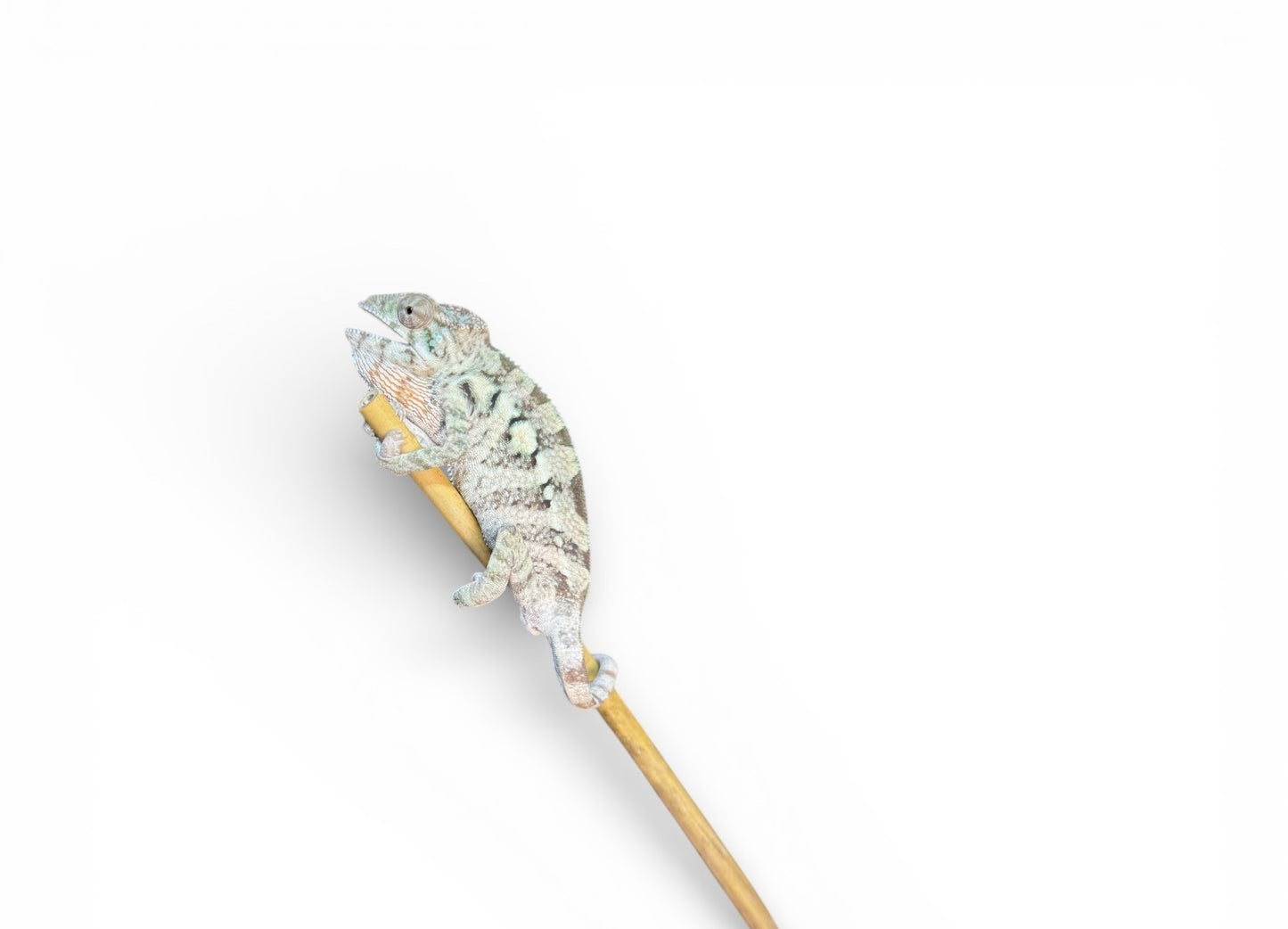 Pure YBBB Ambilobe Female