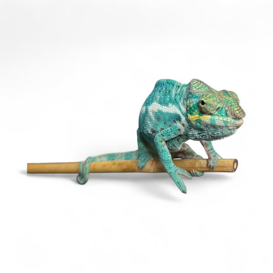 EU Imported Captive Bred Breeding Pair