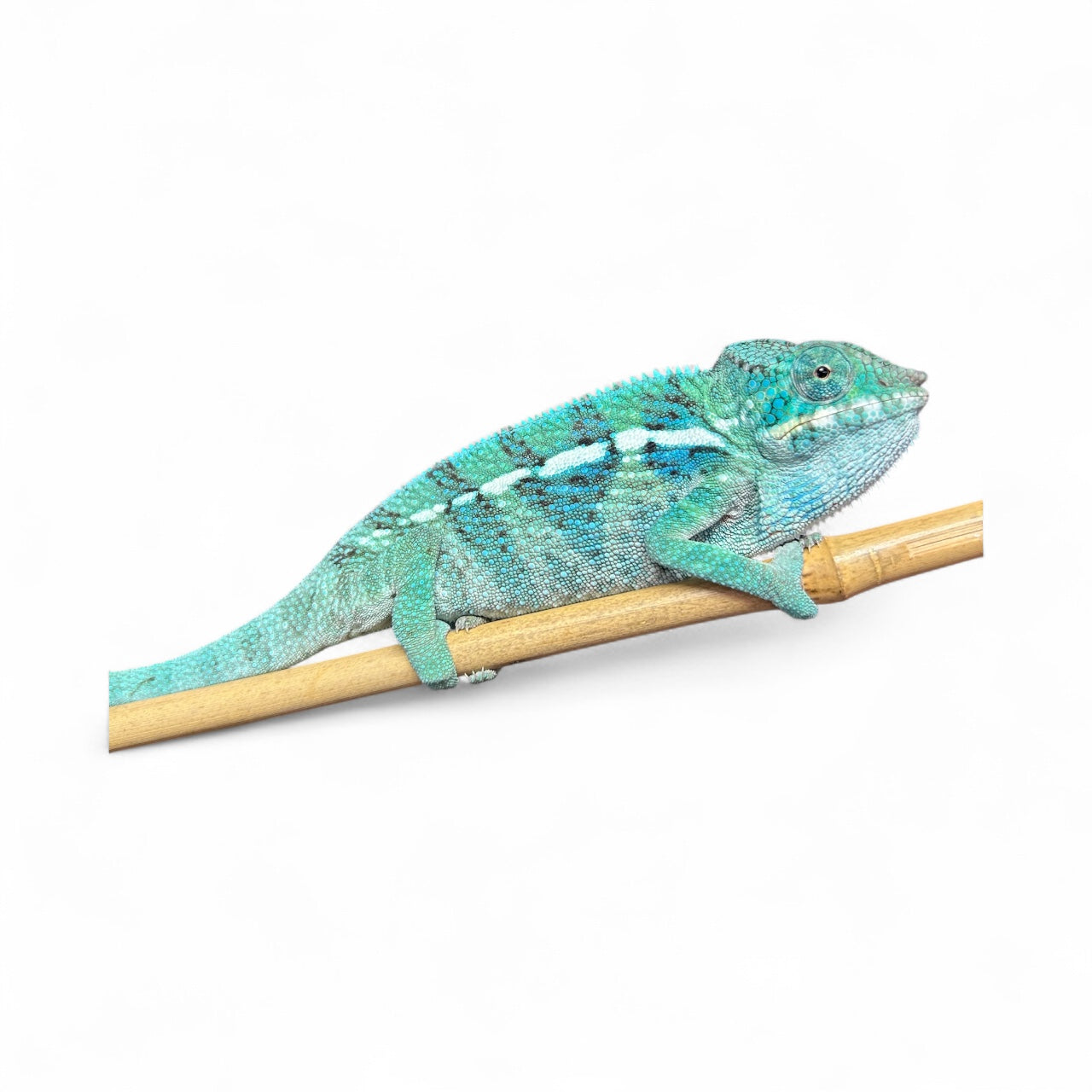 Pure Blue Ambanja Male