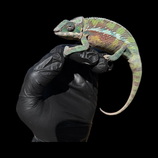 European Imported Pure Sambava Male