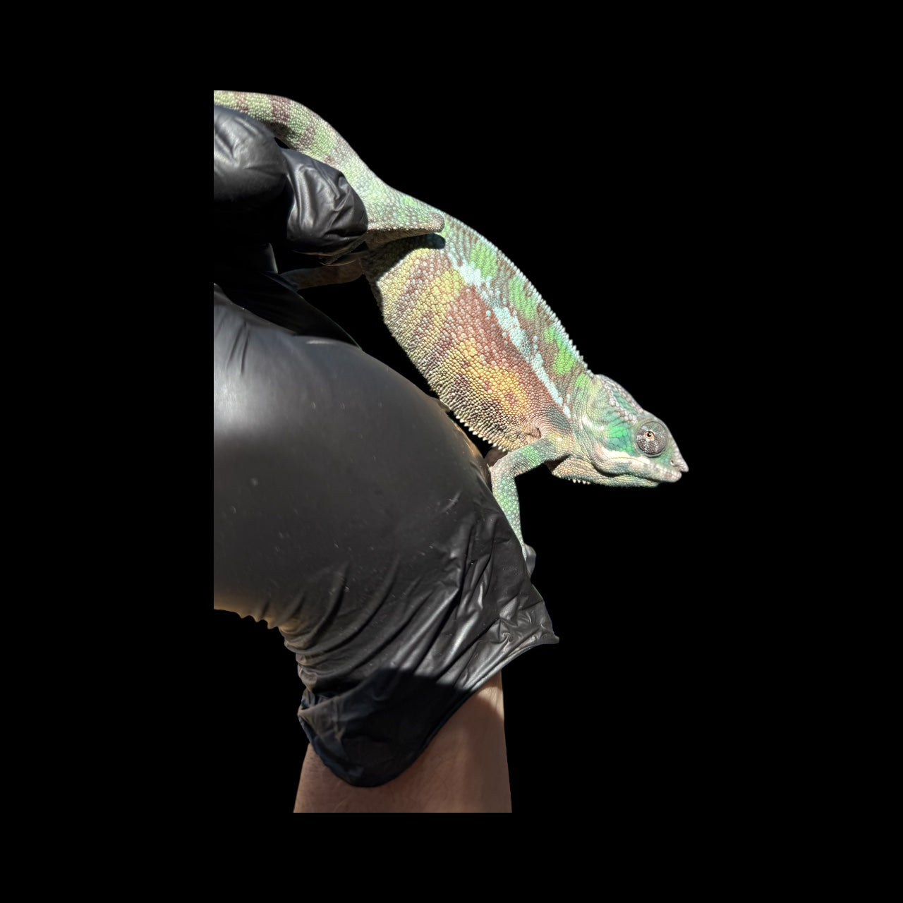 European Imported Pure Sambava Male