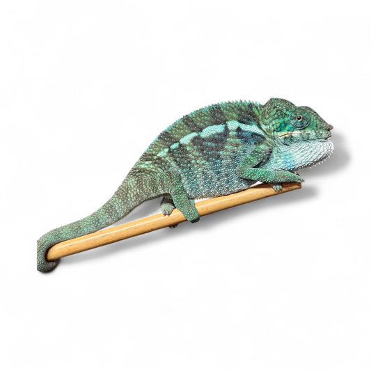 Pure Blue Ambanja Male