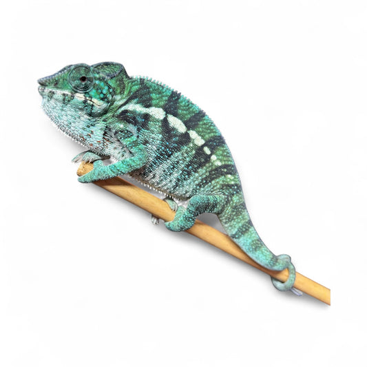 Pure Blue Ambanja Male