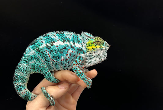 Captive Bred Eu Imported Nosy Faly Male