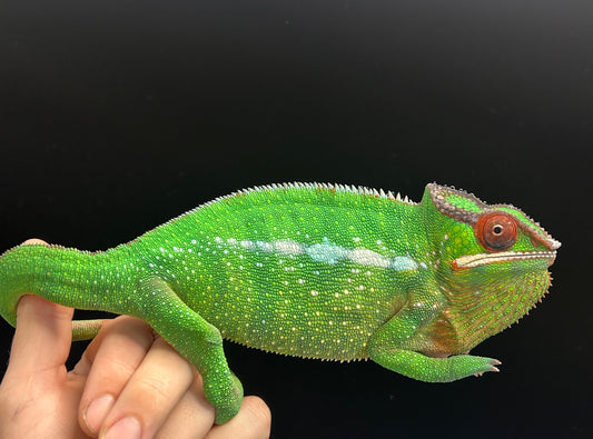 US Lineage Nosy Mitsio Panther Chameleon Adult Male
