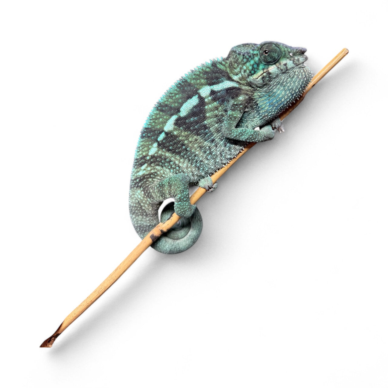 Pure Blue Ambanja Male JE-007
