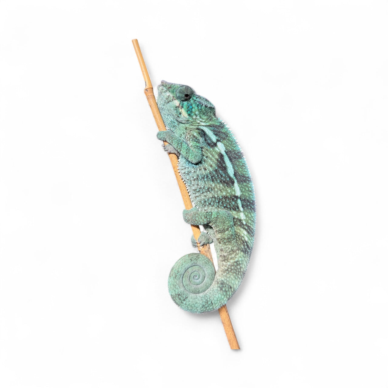 Pure Blue Ambanja Male JE-007