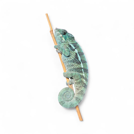 Pure Blue Ambanja Male JE-007