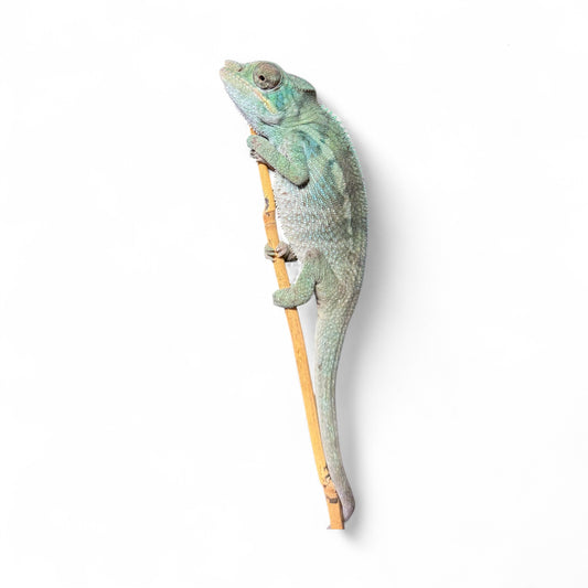 Pure Blue Ambanja Male JE-015