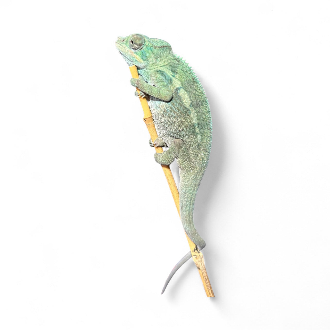 Pure Blue Ambanja Male JE-015
