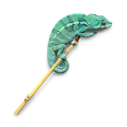 Pure Blue Ambanja Male JE-017