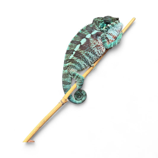 Pure Blue Ambanja Male JE-016