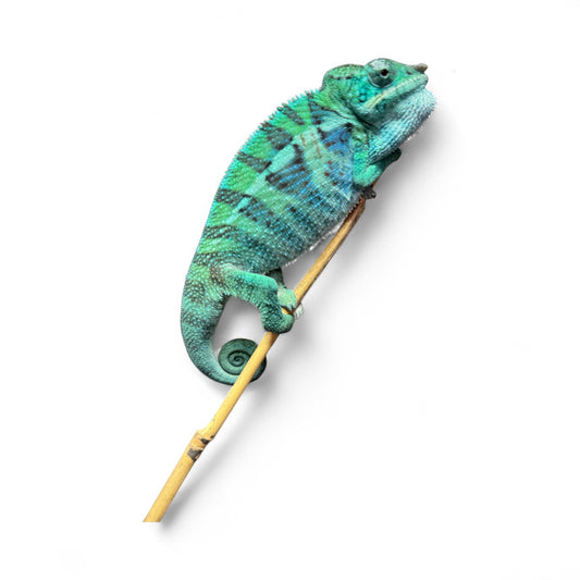 Stand Out Pure Blue Ambanja Male JE-018