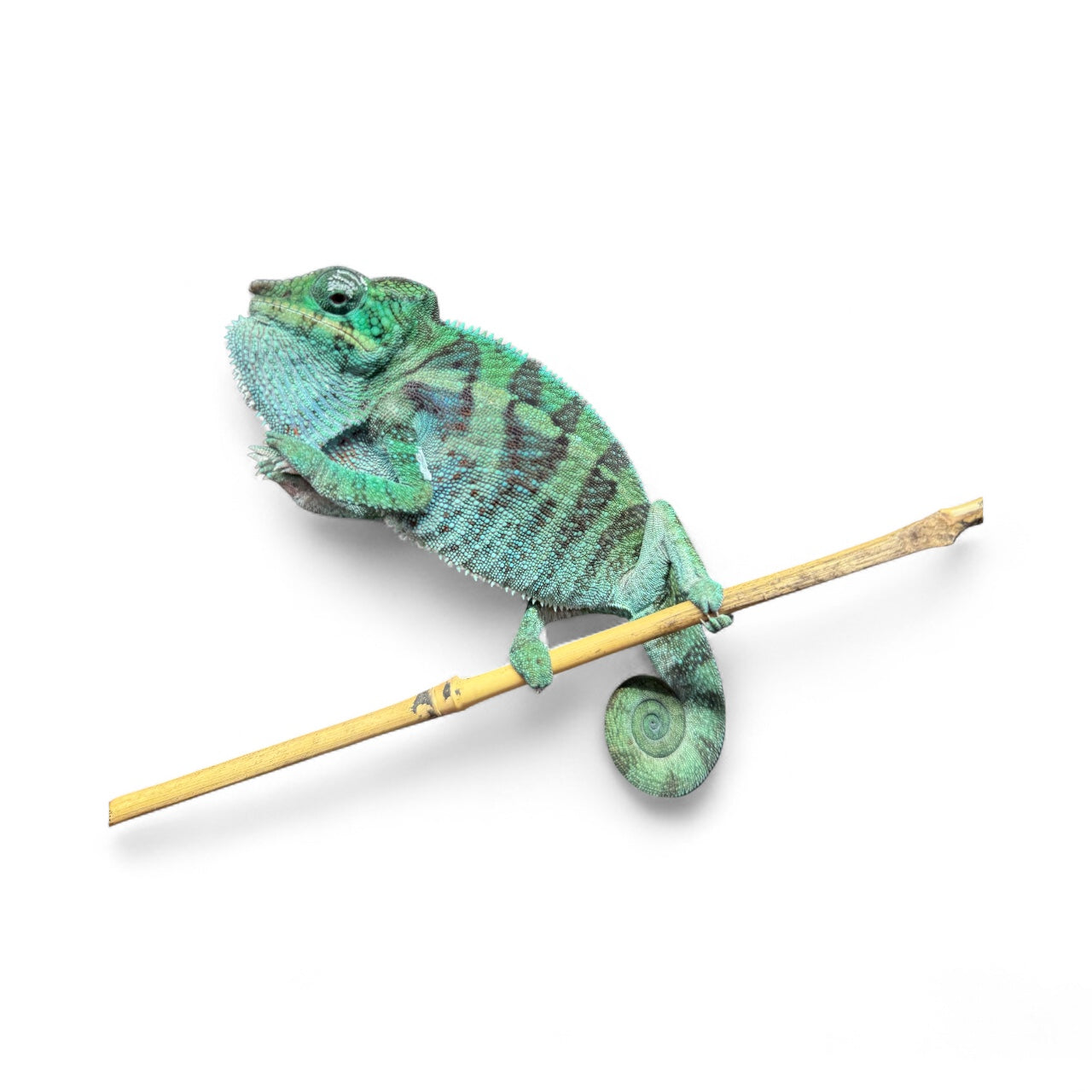Stand Out Pure Blue Ambanja Male JE-018